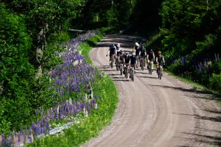 A large group of gravel riders riding through a forest in Sweden