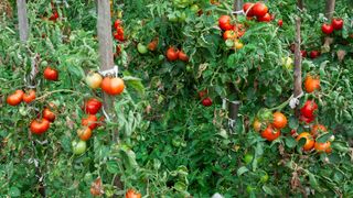 Tomato plants in garden