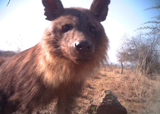 Brown hyena, conservation, camera trap photos