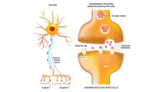 Labelled diagram of dopamine. This image shows closeup presynaptic axon terminal, synaptic cleft, and dopamine-receiving nerve and dopamine-producing cells.
