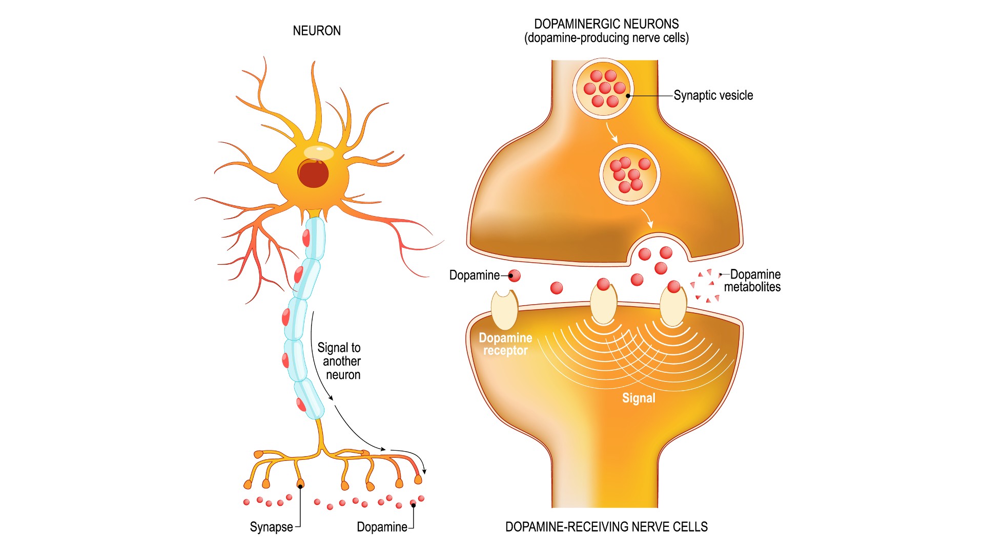 Diagrama etiquetado de dopamina.  Esta imagen muestra un primer plano de la terminal del axón presináptico, la hendidura sináptica y el nervio receptor de dopamina y las células productoras de dopamina.