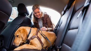 A woman getting her dog wearing one of the best dog car harnesses into the car