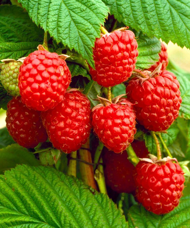 Best brambles: top picks for fruit, flowers and wildlife