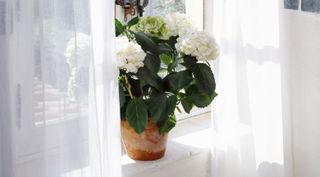 white hydrangeas in a pot by an open window