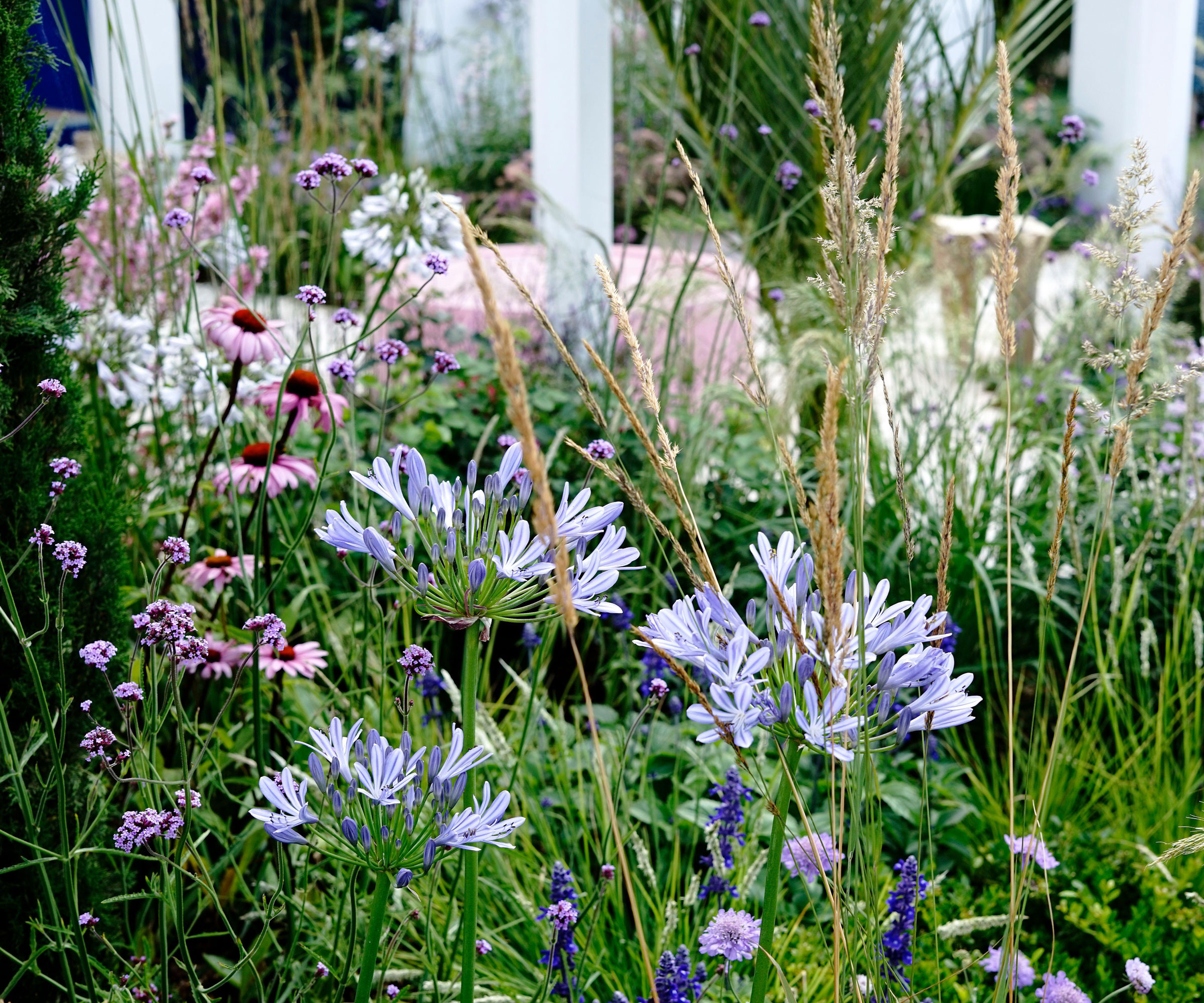 naturalistic planting design with ornamental grasses, agapanthus and echinacea