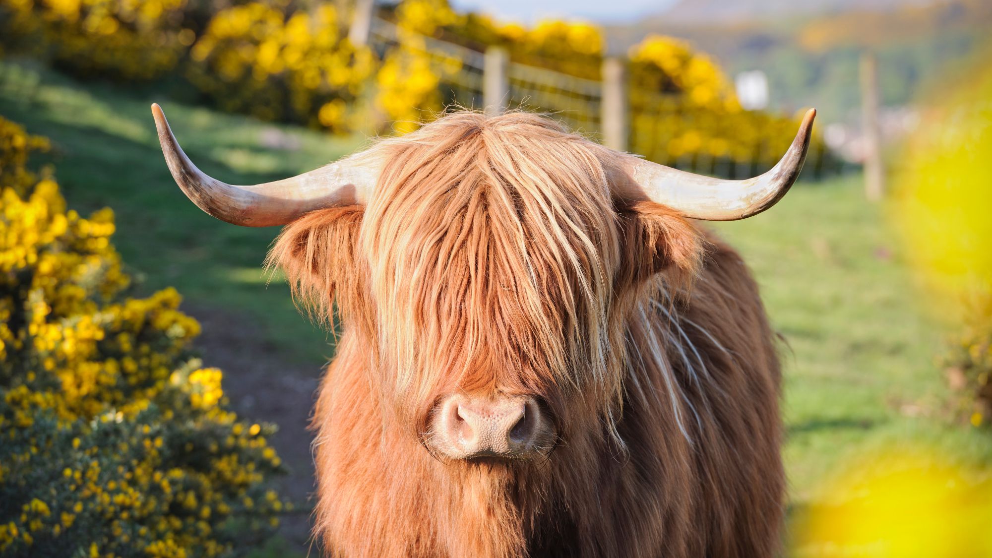 Highland cow