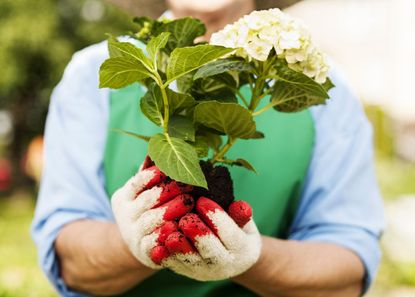 Gardener Holding An Uprooted Hydrangea Plant