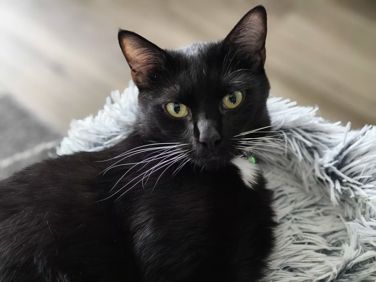 A cat in portrait mode