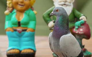 Gary the pigeon in Neighbours.