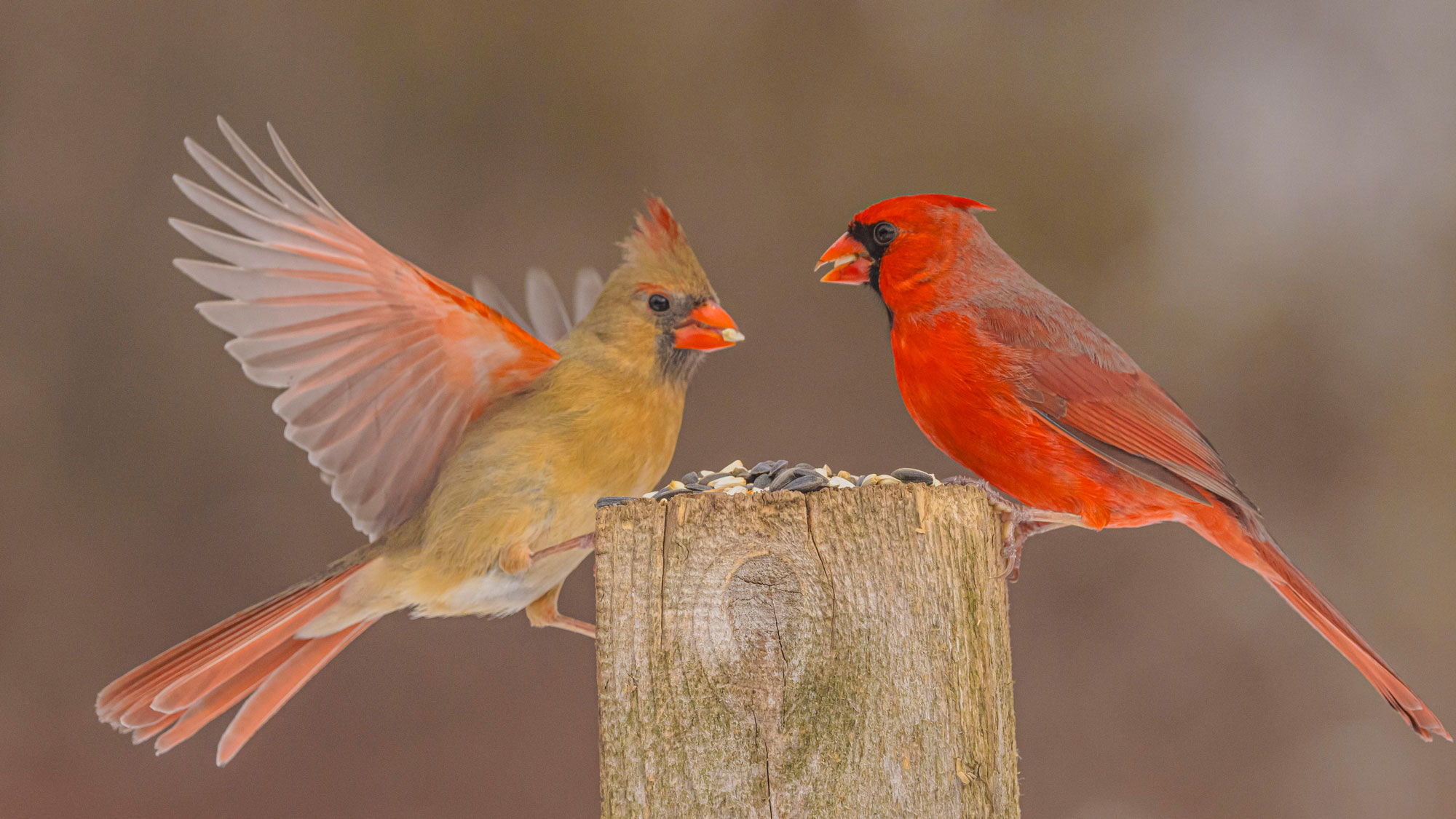 male and female cardinal birds eating seeds on wooden post