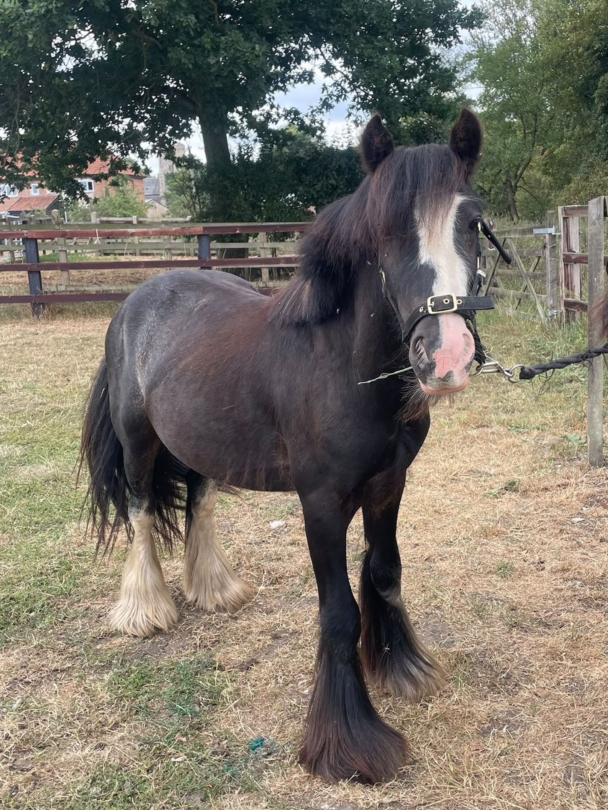 Young pony Arthur now, looking better