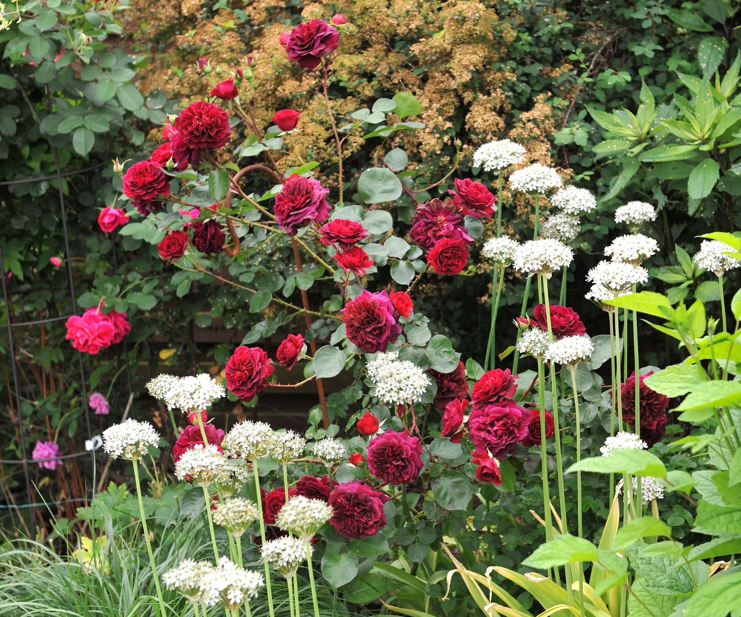 garlic and rose plants growing together in garden showing red rose buds and blooms