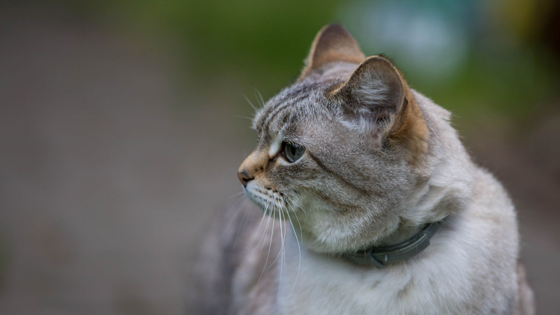 Cat with flea collar on