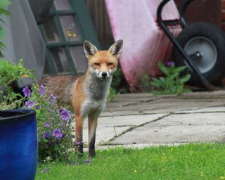 fox in garden in front of patio
