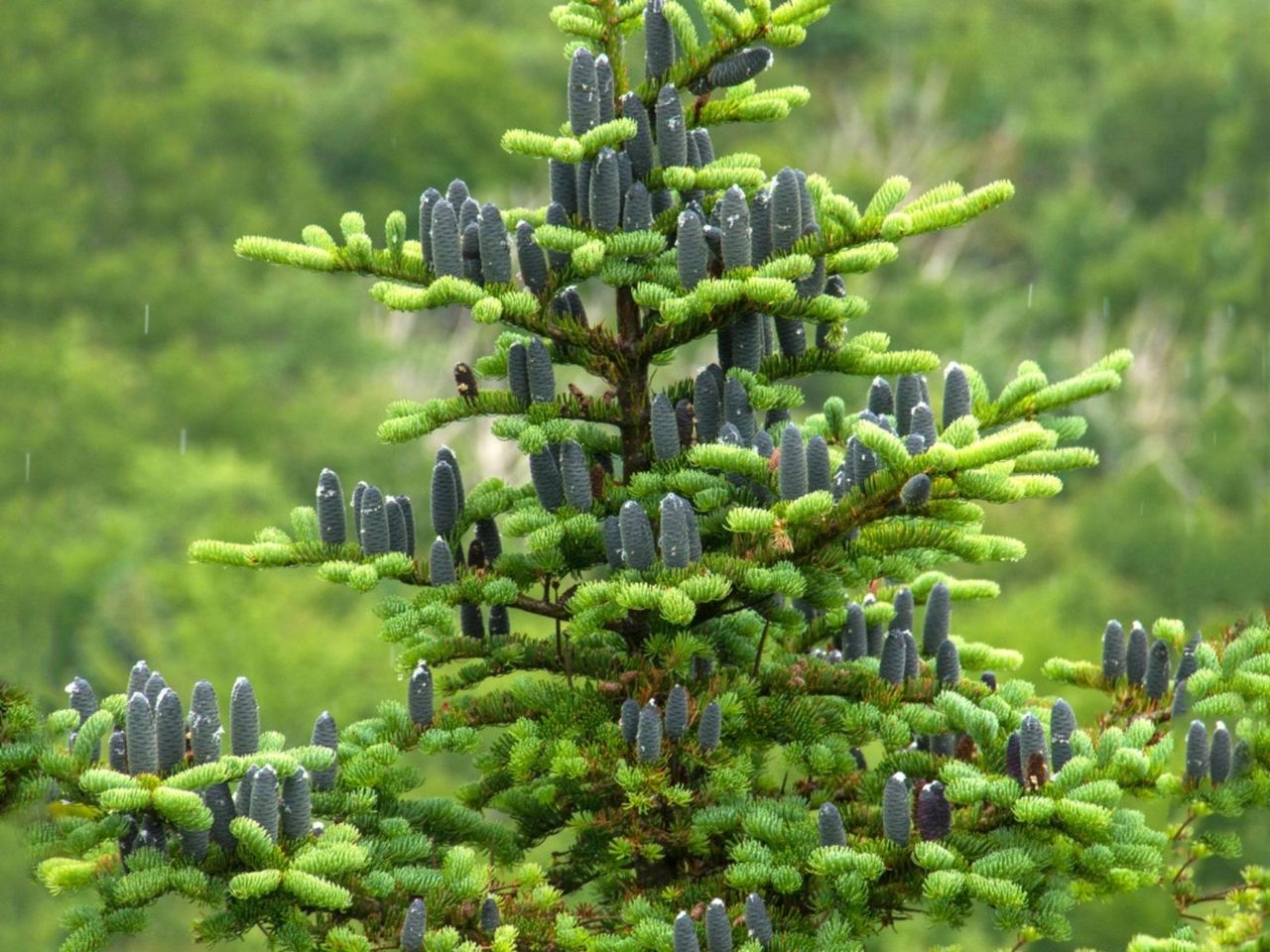 Balsam Fir Tree With Pinecones