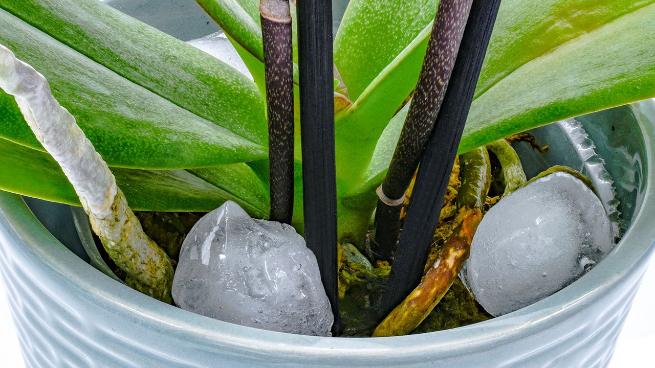 Watering orchids with ice cubes in pot