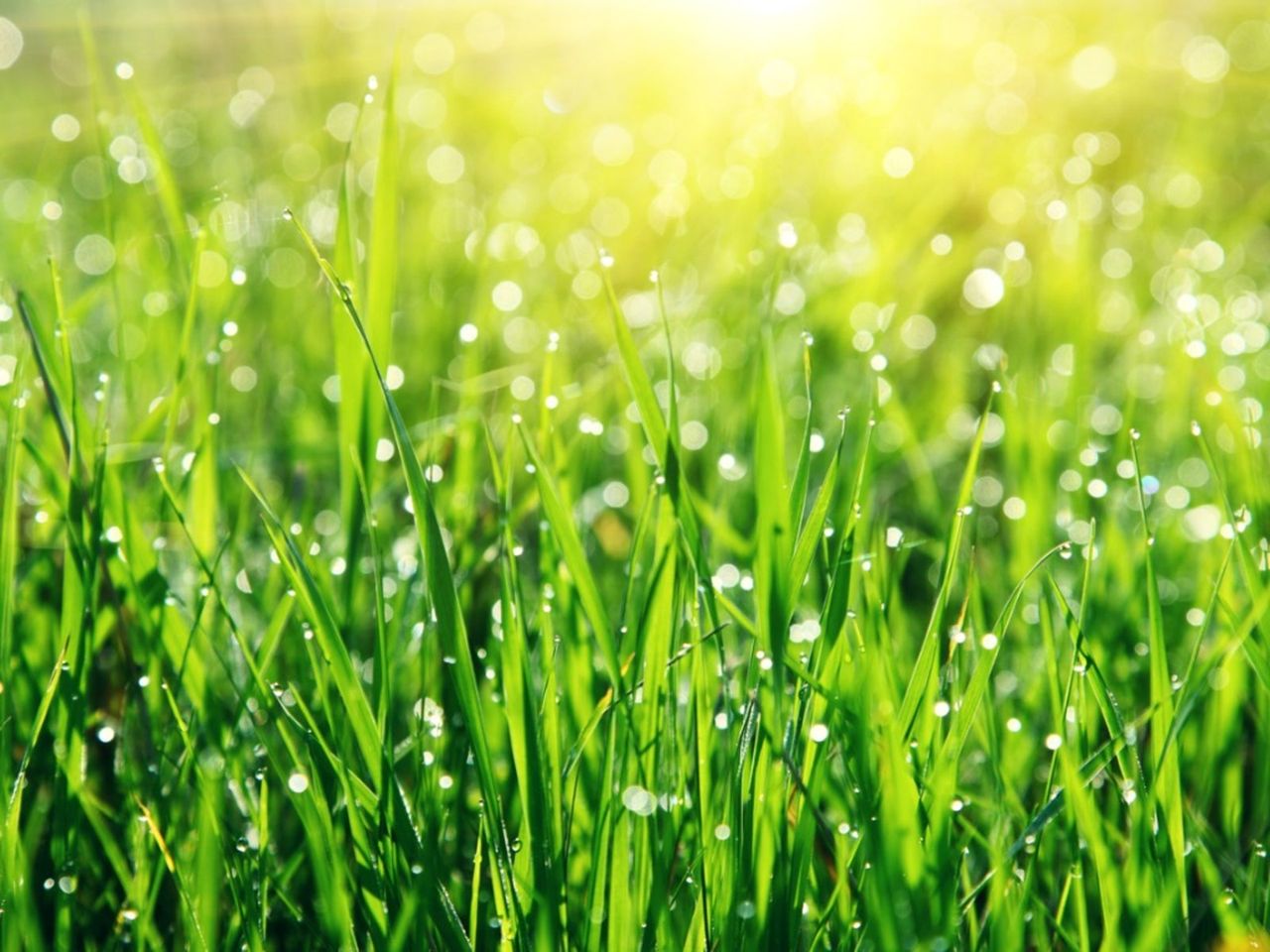 Water Droplets On Green Grass