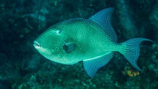 Grey Triggerfish