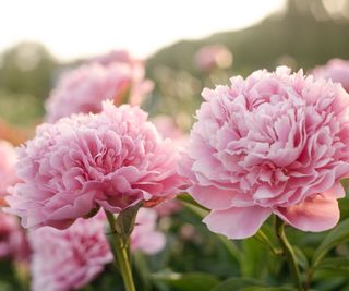 fluffy pink peonies in spring border