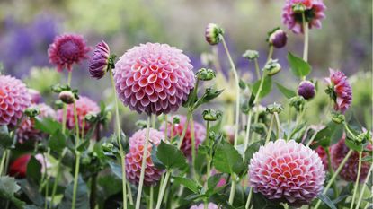 Pink globe dahlias