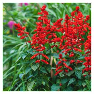 A close-up of a red texas sage plant