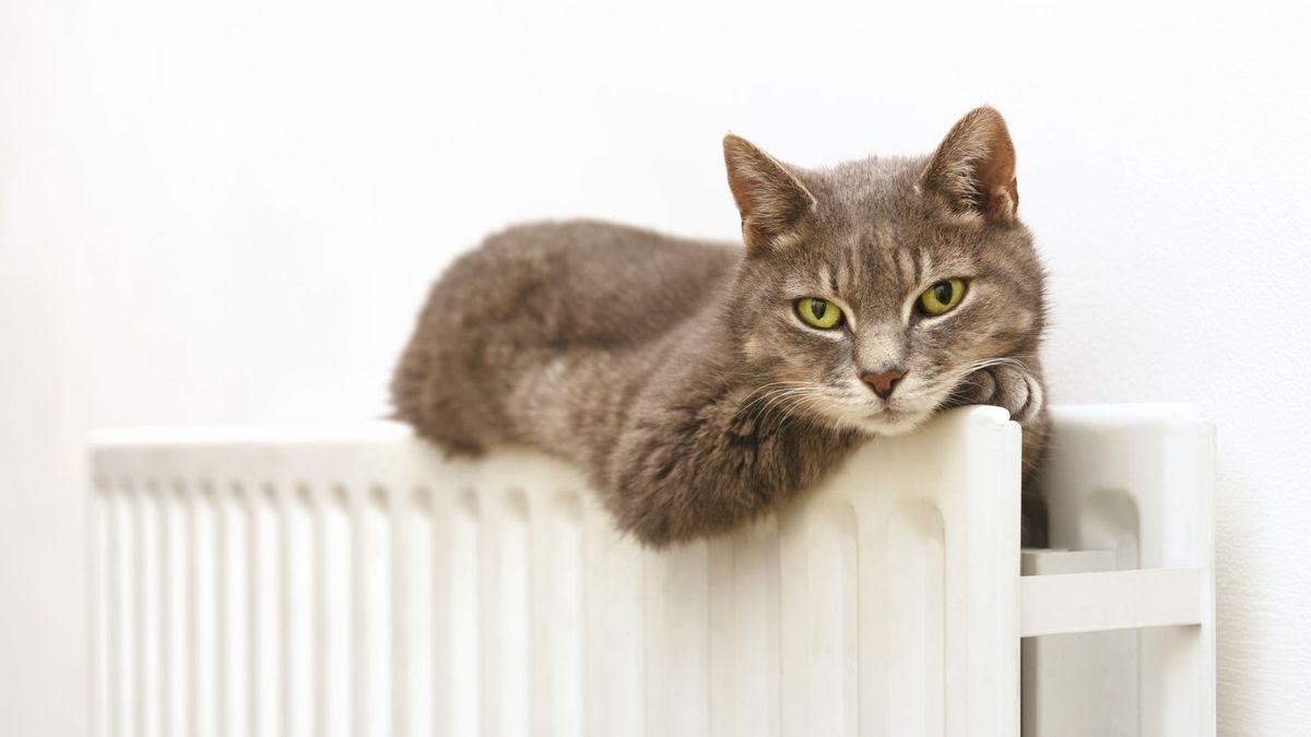 Cat lies on a radiator