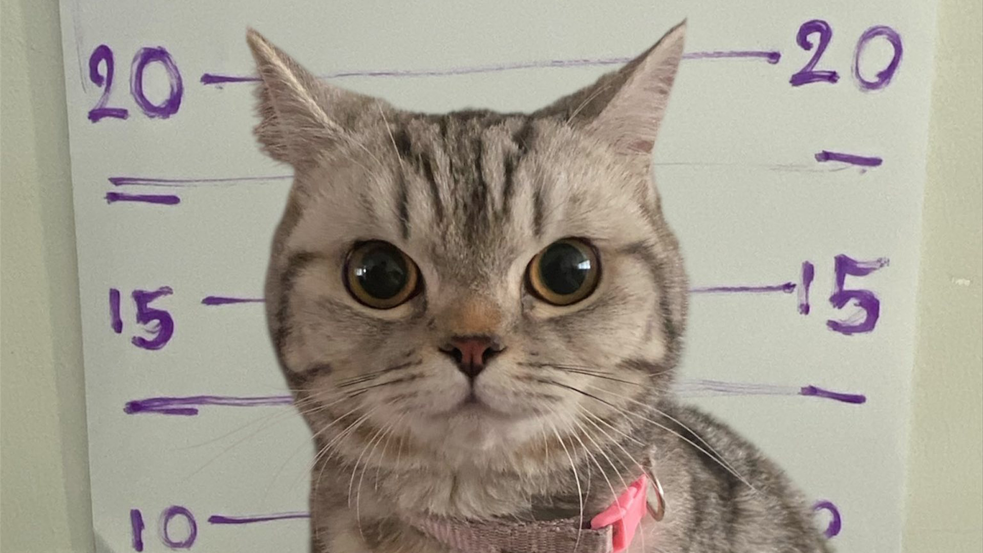Cat mugshot in front of height chart