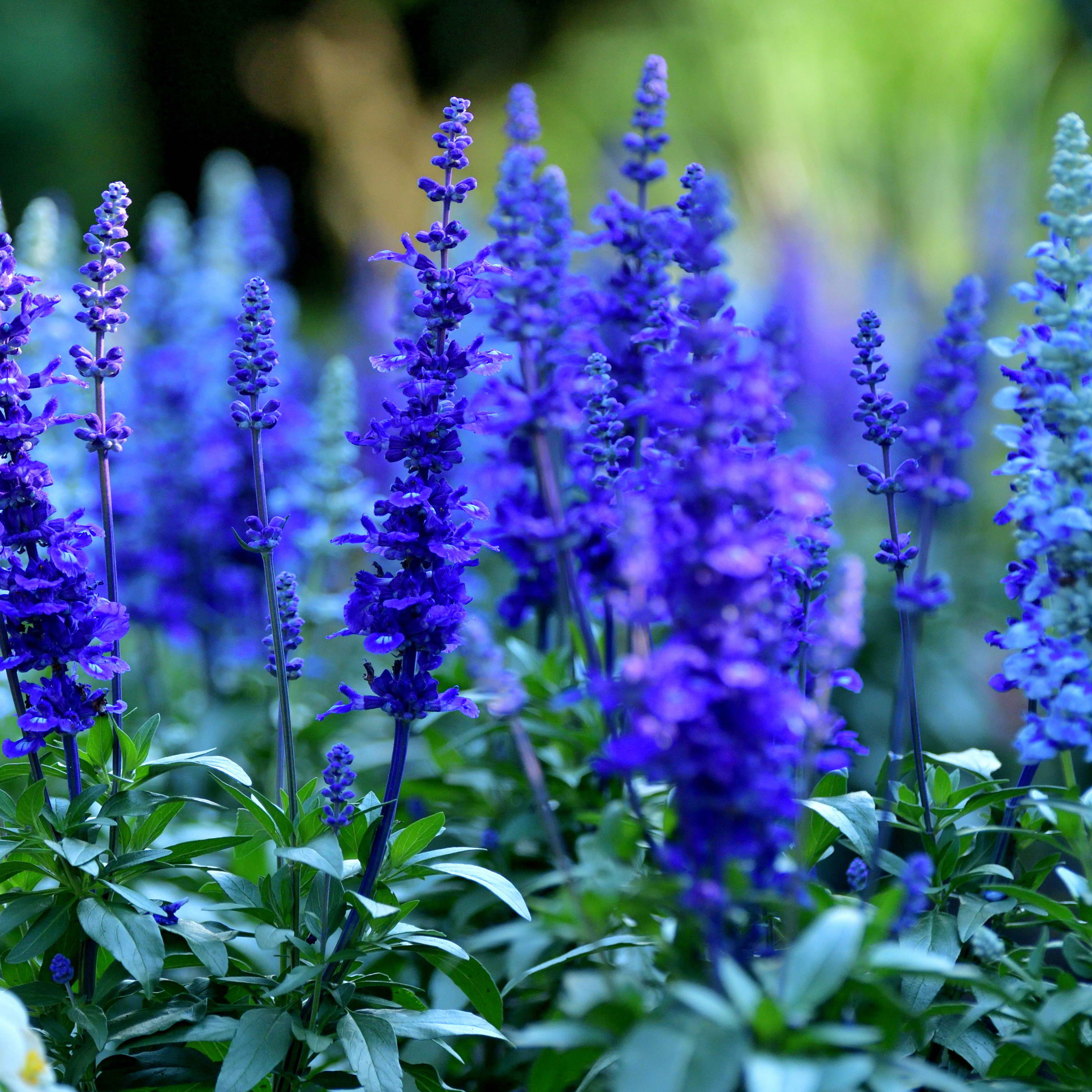 mealycup sage Victoria Blue with deep blue flower heads