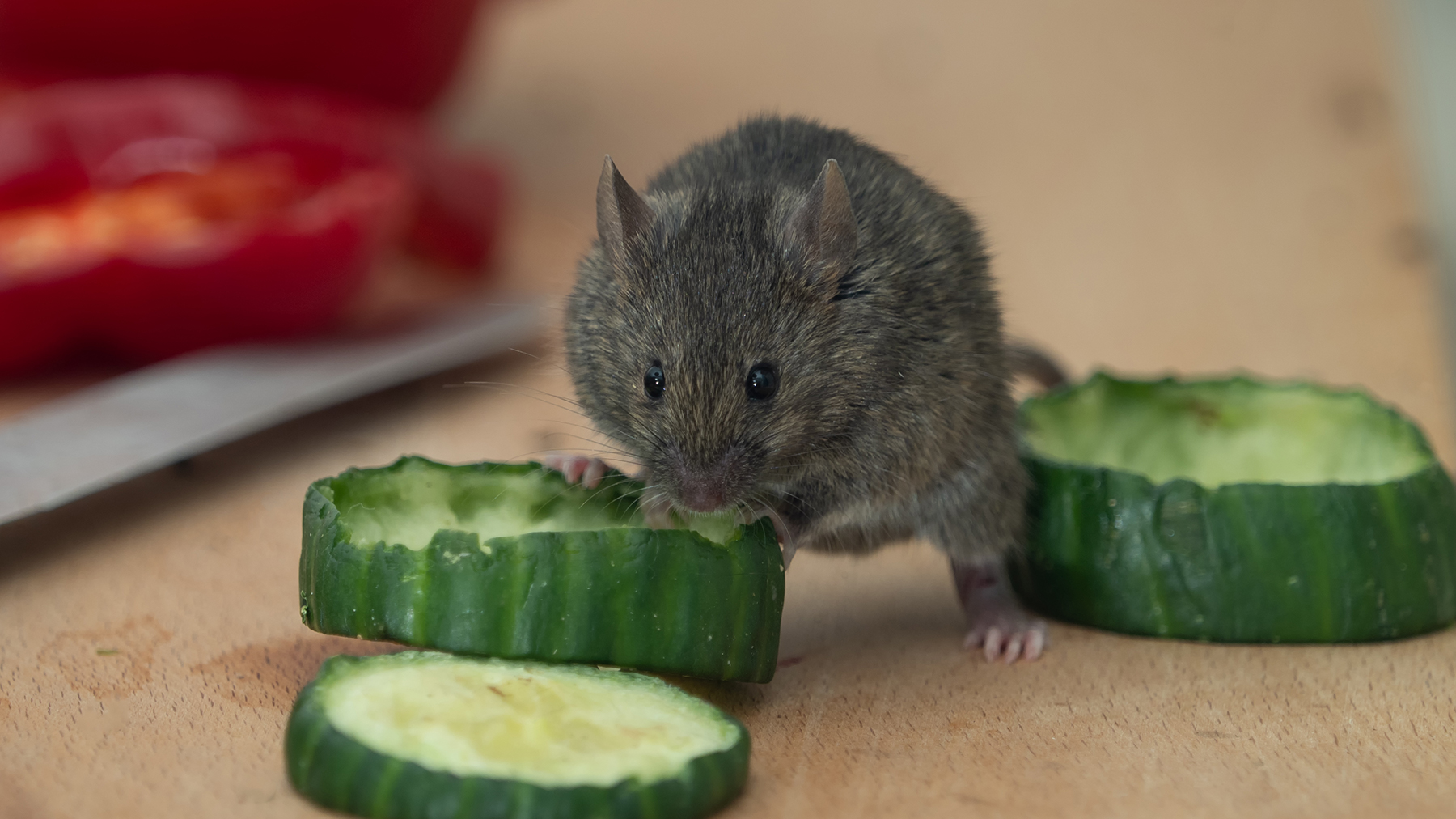 Mouse eating cucumber on a kitchen countertop