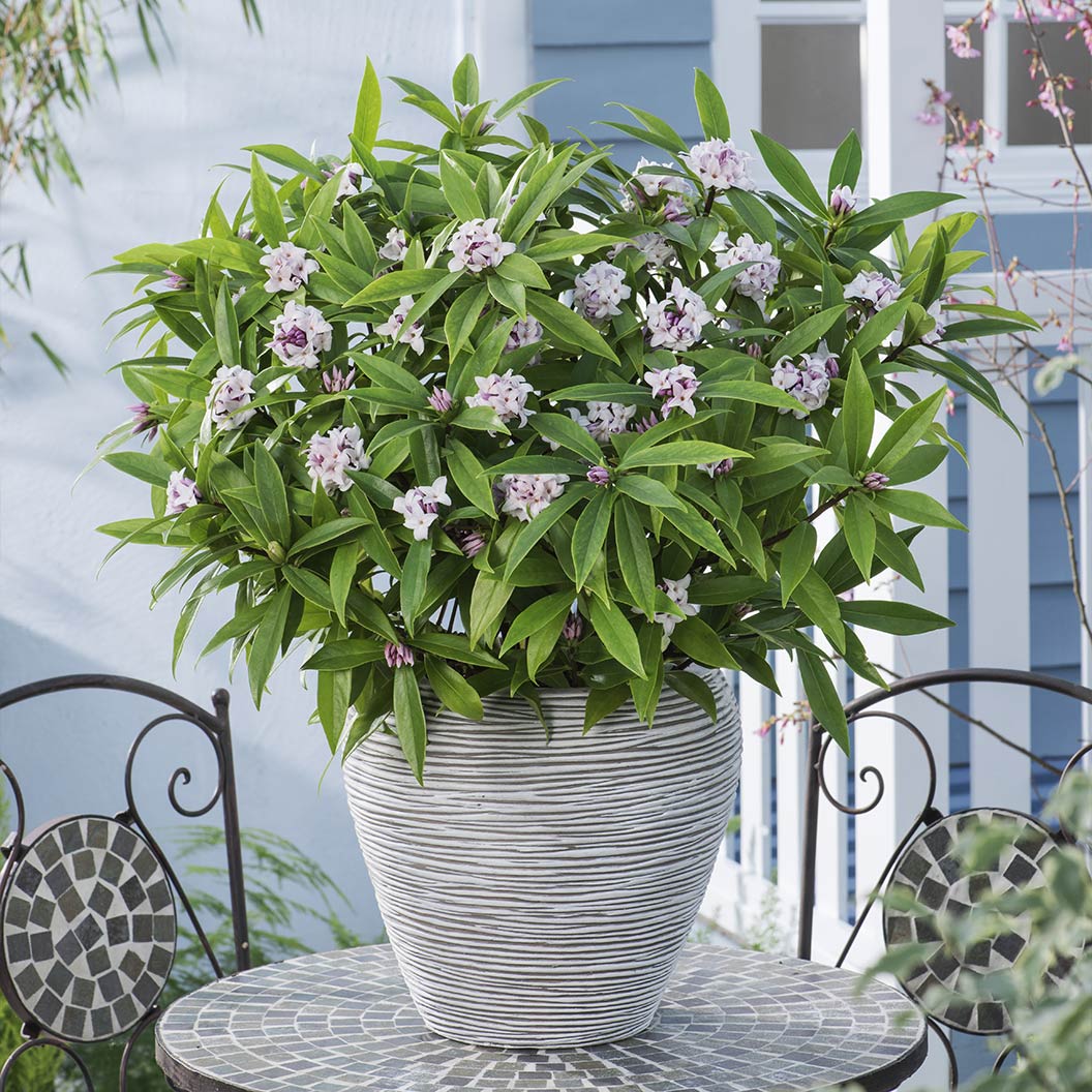 Perfume Princess&amp;reg; Daphne Shrub