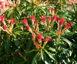 Pieris japonica 'Redhead' in bloom