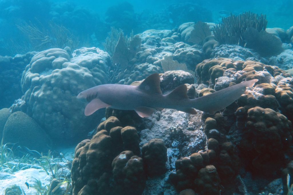 Belize coral reef.