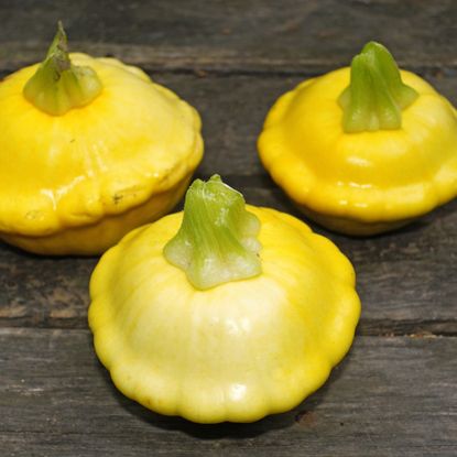 Three flat yellow squashes