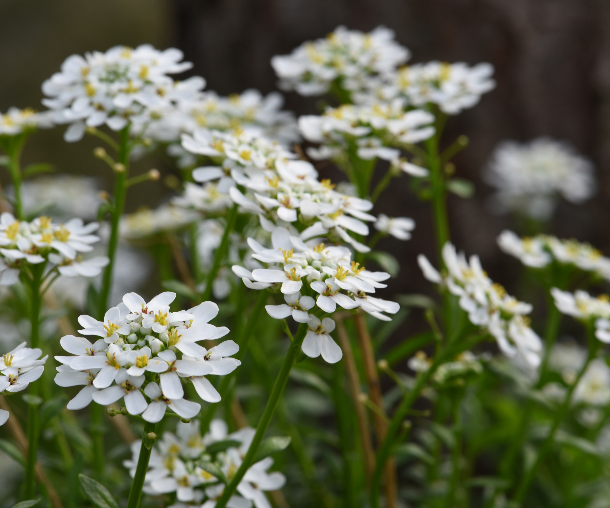 Arabis Cacasica, Caucasian rockcress, Mountain rock cress