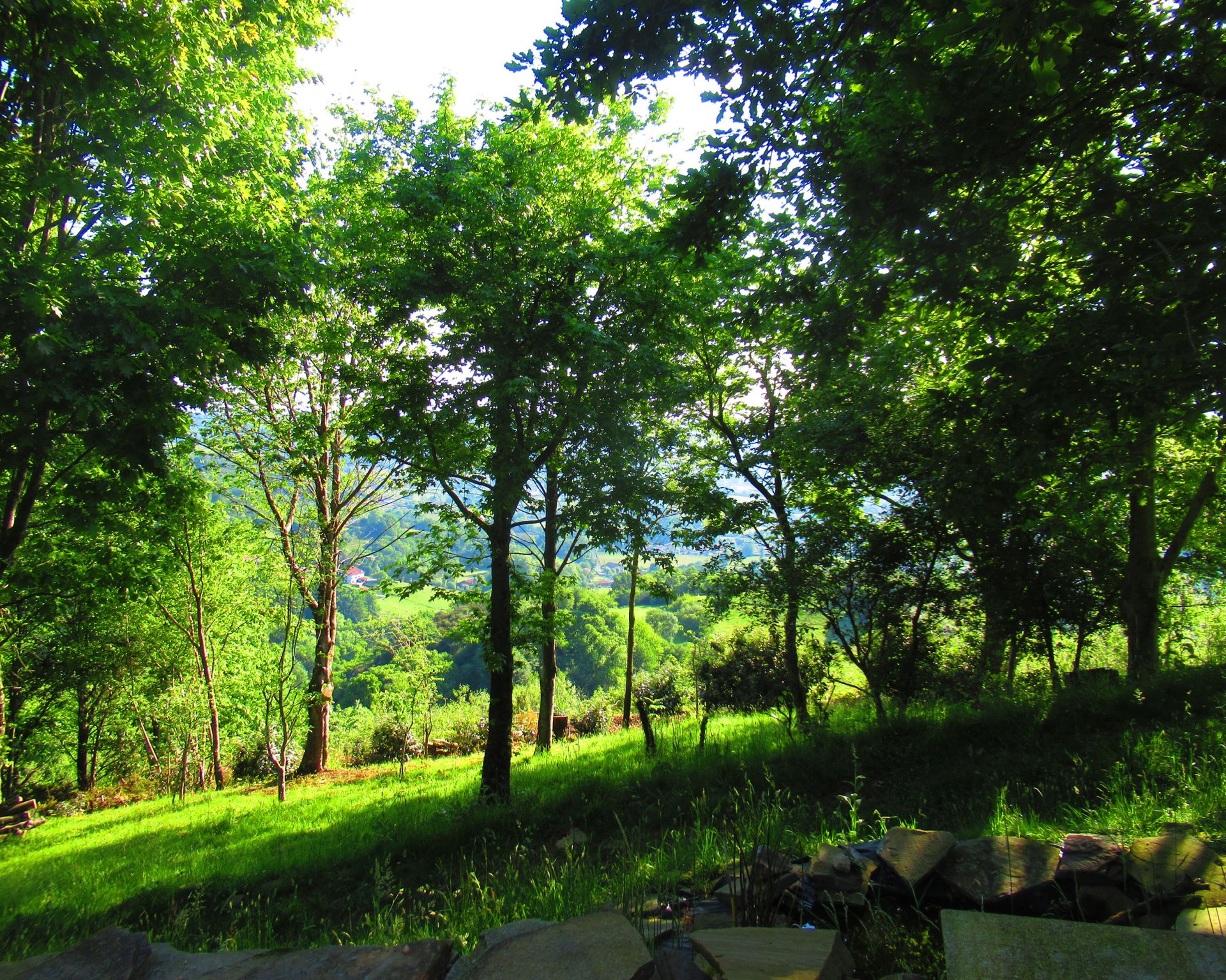 I’ve Planted 250 Trees & These 5 Big Trees Are My Favorite | Gardening ...