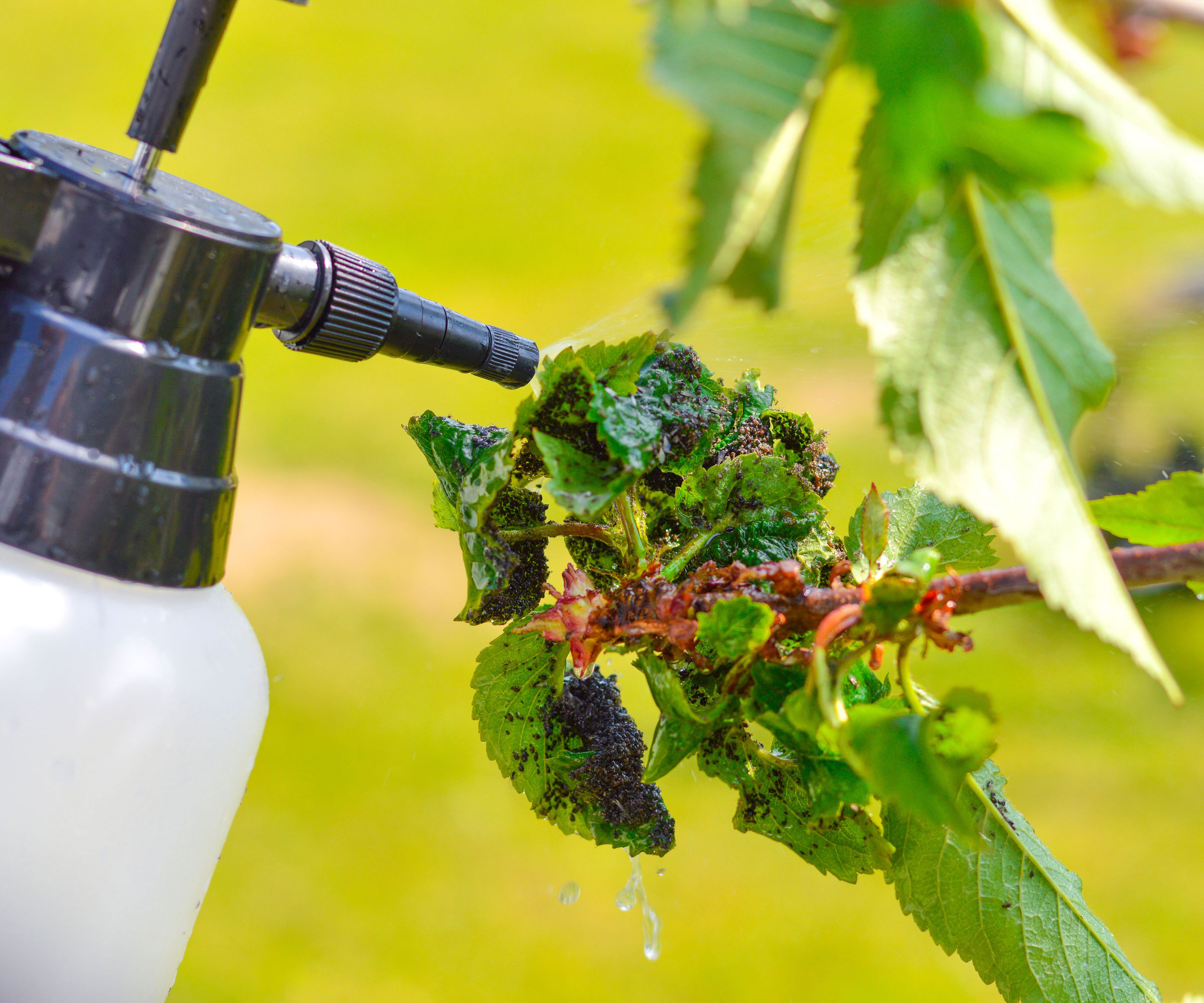 pesticide being sprayed on cherry leaves filled with bugs