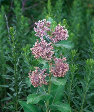 Image showing a pink milkweed flower that has bloomed