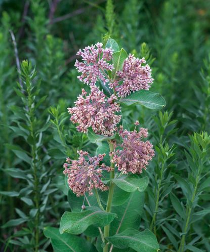 How to grow milkweed: for bright blooms year after year | Homes & Gardens