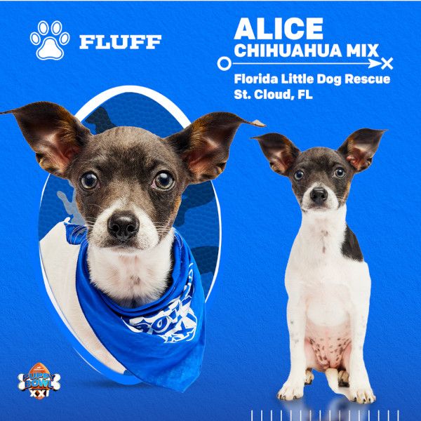 Puppy Bowl 2025 Alice