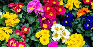 pink red and yellow primroses in a garden flowerbed