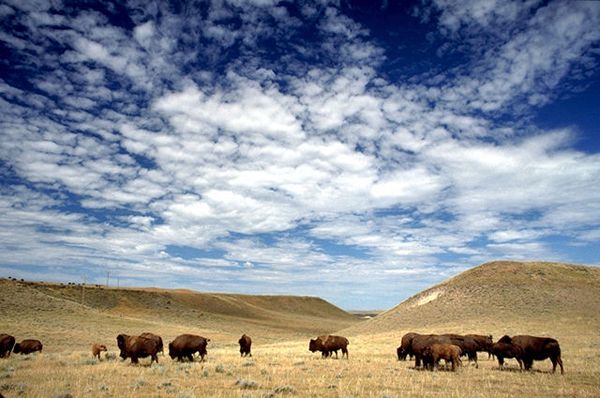 Bison vs. buffalo: What's the difference? | Live Science Bison vs. buffalo: What's the difference? | Live Science