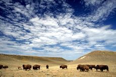 buffalo-110807-02
