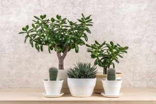 A collection of potted houseplant succulents