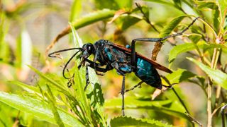 Tarantula hawk wasp sitting in some leaves.