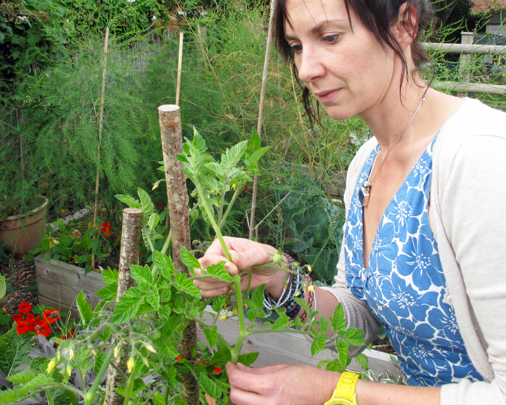 REMOVING LEADING SHOOT FROM TOMATO PLANT
PINCHING OUT