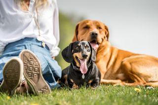 Stanley the Dachshund