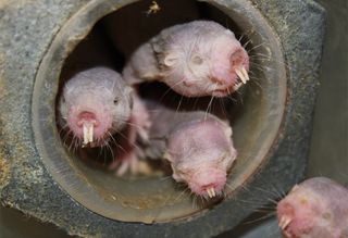 When oxygen levels get low, naked mole rats act like plants. Unlike every other mammal, they can metabolize the plant sugar fructose to avoid brain damage.