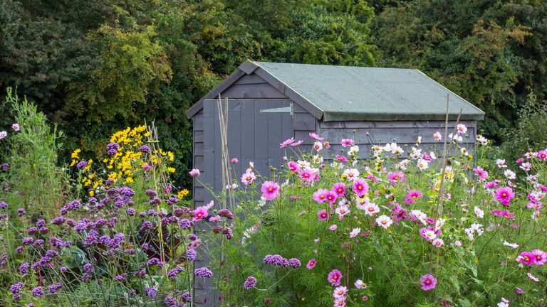 how to felt a shed roof: in allotment with cosmos