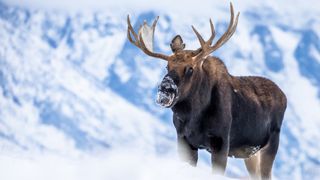 Large bull moose standing in snow