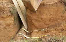 Horse-ditch-nz5.jpg